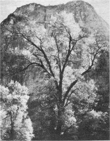 BLACK OAK—Characterized by the almost clear trunk. It’s many spreading branches often 10 feet or more from the ground