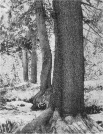 LODGEPOLE PINE—Can be identified by the relatively smooth bark