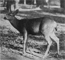 California Mule Deer