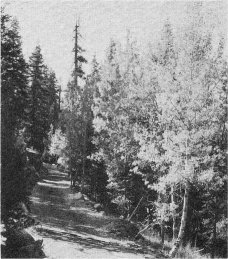 Old Tioga Road - 1956