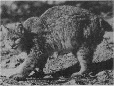California Wildcat