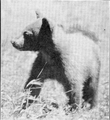 Cub at Six Months