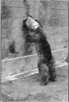 Got a Can Opener? [Black bear with head in a can]