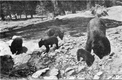 The Glacier Point Quadruplets