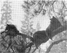 black bears in a tree