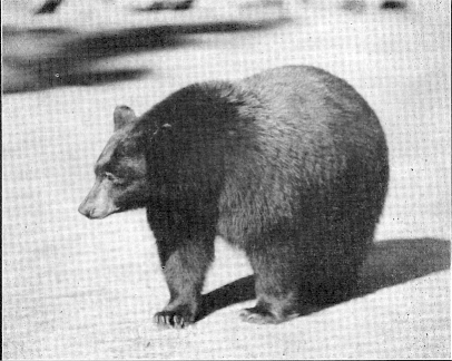 Black Bear