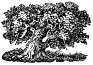 Big Oak