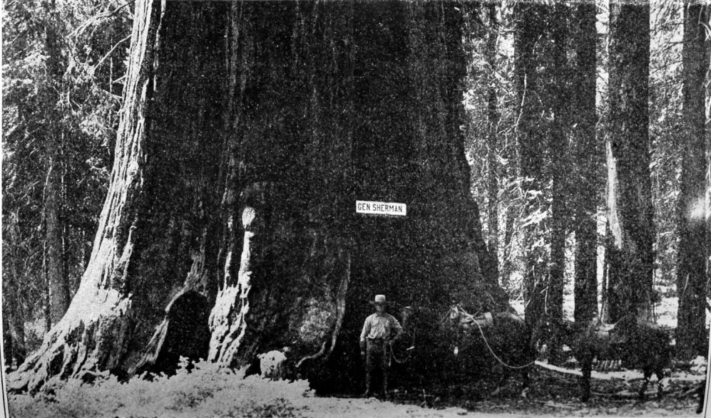 general sherman tree