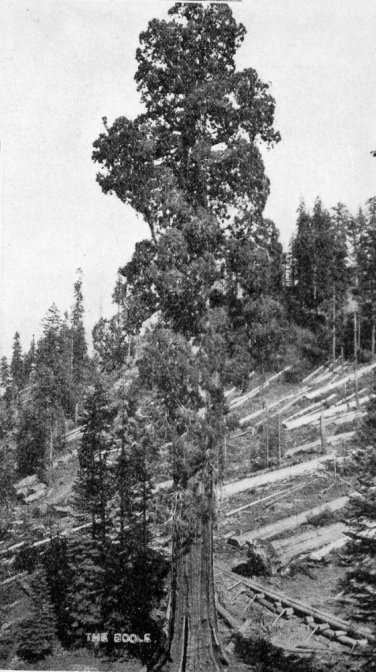 The Boole Tree, Kings River Grove