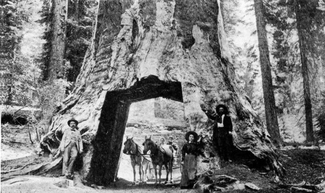 Dead Giant, Tuolumne Grove