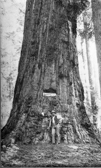 Empire State Tree, Calaveras Grove