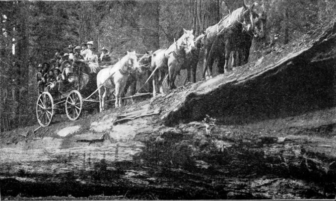 Fallen Monarch, Mariposa Grove