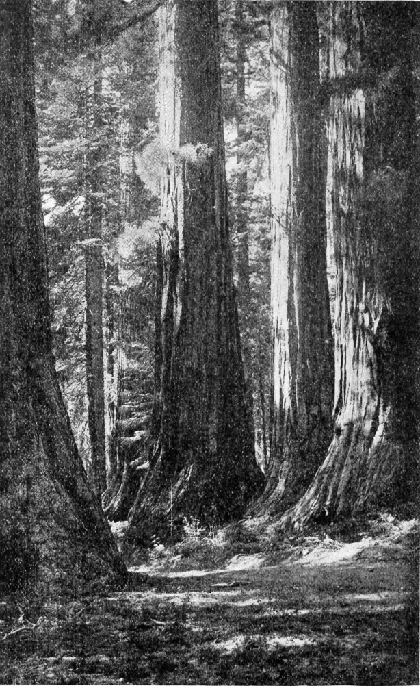 Four Guardsmen, Mariposa Grove