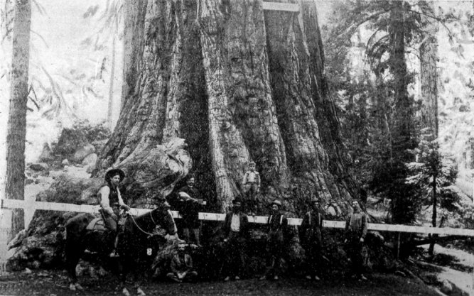 General Grant Tree, General Grant National Park