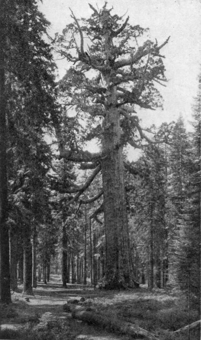 Grizzly Giant, Mariposa Grove