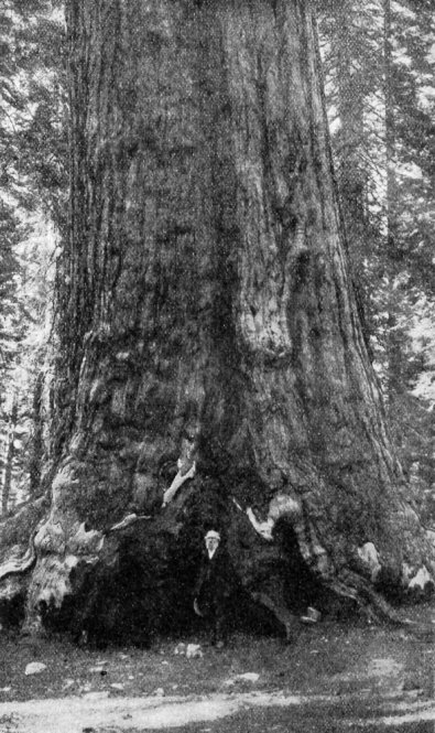 Grizzly Giant, Mariposa Grove