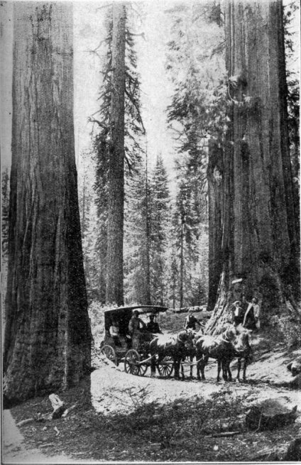 In the Merced Grove