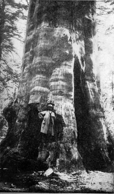 Mother of the Forest, Calaveras Grove
