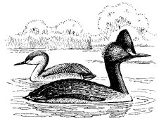 EARED GREBE