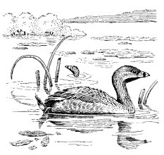 PIED-BILLED GREBE