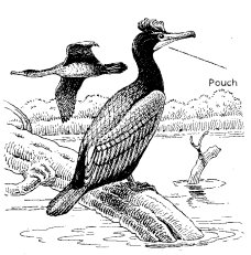 DOUBLE-CRESTED CORMORANT