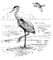 GREAT BLUE HERON