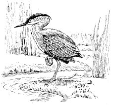 GREEN HERON