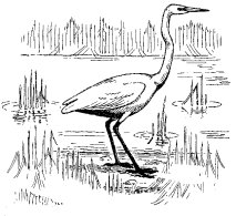 COMMON EGRET