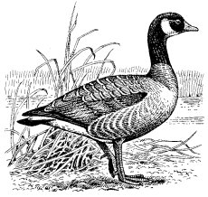 CANADA GOOSE