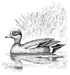 AMERICAN WIDGEON