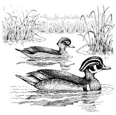 WOOD DUCK