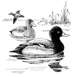 LESSER SCAUP