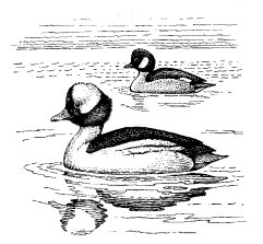 BUFFLEHEAD