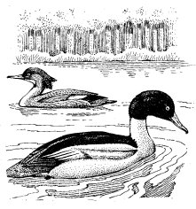 COMMON MERGANSER