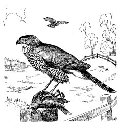 COOPER'S HAWK