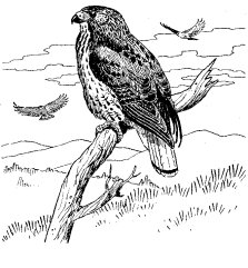 RED-TAILED HAWK