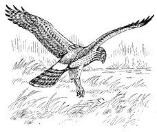 MARSH HAWK (Female)