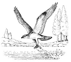OSPREY