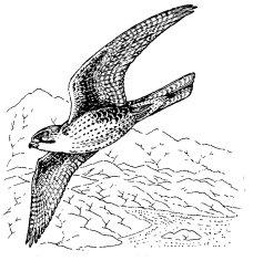PRAIRIE FALCON