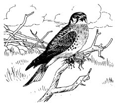 SPARROW HAWK