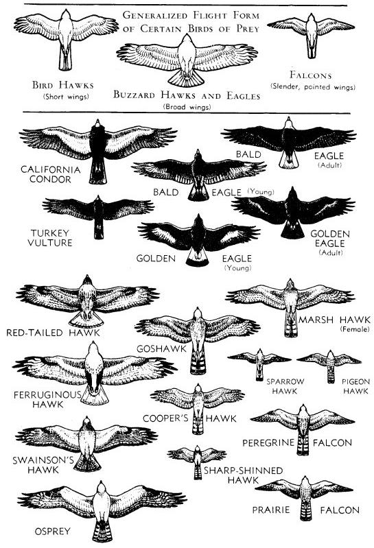 VULTURES, HAWKS and EAGLES