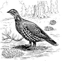 BLUE GROUSE
