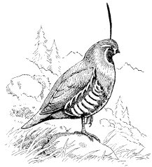 MOUNTAIN QUAIL