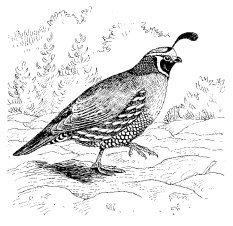 CALIFORNIA QUAIL
