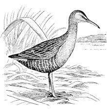VIRGINIA RAIL
