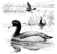 AMERICAN COOT