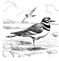 KILLDEER