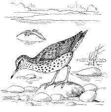SPOTTED SANDPIPER