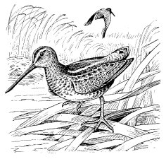 COMMON SNIPE