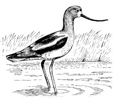 AMERICAN AVOCET